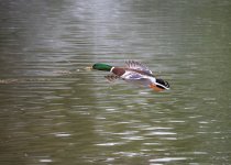 P1001918.jpg