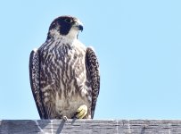 _ROY1802_00001_01.jpg