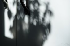 DSC_7937.jpg