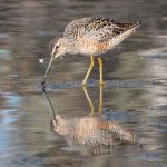 LongBilledDowitcher-401.jpg