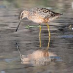 LongBilledDowitcher-400.jpg
