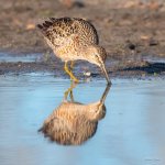 LongBilledDowitcher-402.jpg