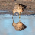 LongBilledDowitcher-403.jpg