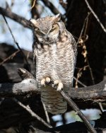 Owl-401.jpg