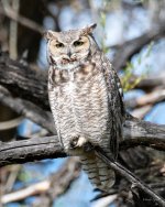 Owl-402.jpg
