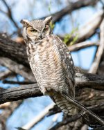 Owl-403.jpg