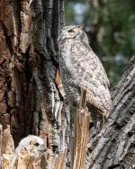 Owl-404.jpg