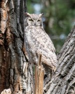 Owl-405.jpg