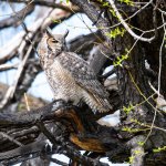 Owl-406.jpg