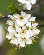 WhiteFlowers-400.jpg