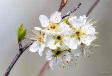 WhiteFlowers-401.jpg