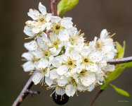 WhiteFlowers-402.jpg