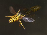 Wasp.JPG