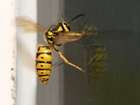 Wasp2.JPG