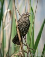 _DSC2014 low res.jpg