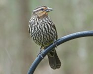 81-Red-winged-Blackbird_f-27Mar15-1024x819.jpg