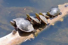 Turtles-410.jpg