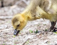 Goslings-400.jpg