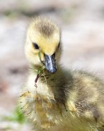 Goslings-401.jpg
