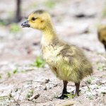 Goslings-402.jpg