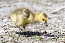 Goslings-403.jpg