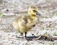 Goslings-404.jpg