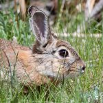 Bunny-444.jpg