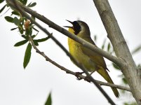 _ROY2133_00001.jpg