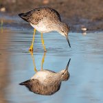 YellowLegs-401.jpg