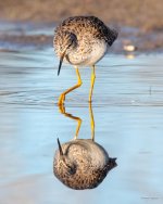 YellowLegs-404.jpg