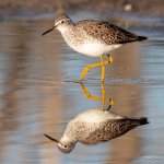 YellowLegs-405.jpg