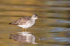 YellowLegs-407.jpg