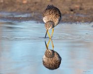 YellowLegs-403.jpg