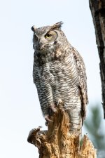 Owl-445.jpg