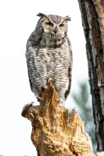 Owl-446.jpg