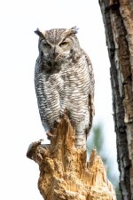 Owl-447.jpg