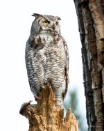 Owl-448.jpg