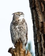 Owl-449.jpg