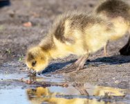 Goslings-415.jpg