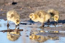Goslings-416.jpg