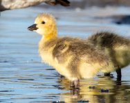 Goslings-418.jpg