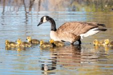 Goslings-419.jpg