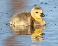 Goslings-417.jpg