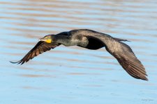 CormorantFlight-410.jpg