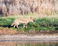 Coyote-400.jpg