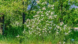 710_1336-Edit.jpg