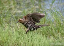 _DSC2050 low res.jpg