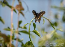 _DSC2077 low res.jpg