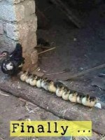 duck.jpg