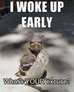 Bird.jpg